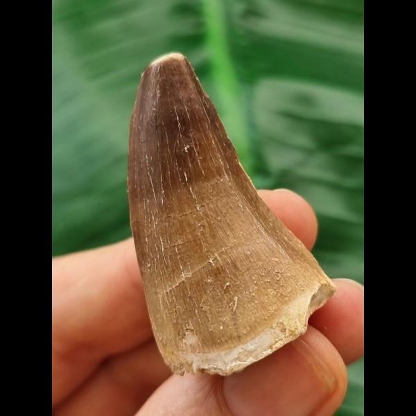 4.2 cm Mosasaur tooth