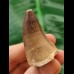 4.2 cm Mosasaur tooth