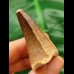 4.2 cm Mosasaur tooth