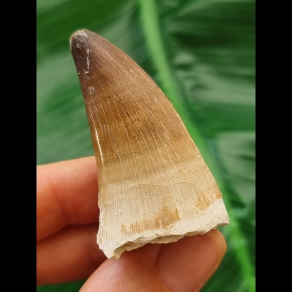 4.5 cm Mosasaur tooth