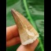 4.5 cm Mosasaur tooth