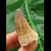 4.5 cm Mosasaur tooth
