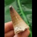 4.5 cm Mosasaur tooth