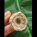 4.5 cm Mosasaur tooth