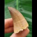 4.5 cm Mosasaur tooth
