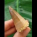 4.5 cm Mosasaur tooth