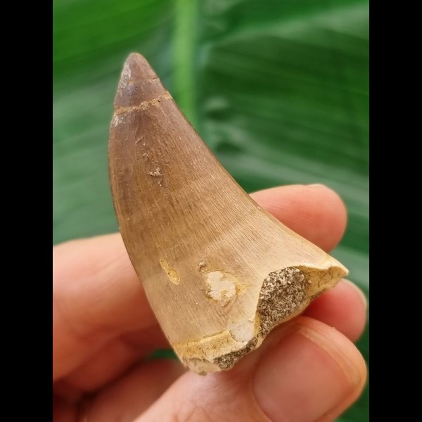 4.5 cm Mosasaur tooth