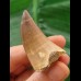 4.5 cm Mosasaur tooth