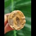4.5 cm Mosasaur tooth