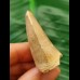 4.4 cm Mosasaur tooth