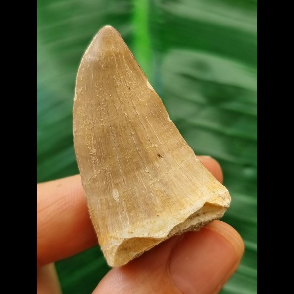 4.4 cm Mosasaur tooth