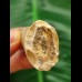 4.4 cm Mosasaur tooth