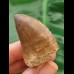 4.1 cm Mosasaur tooth