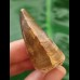 4.1 cm Mosasaur tooth