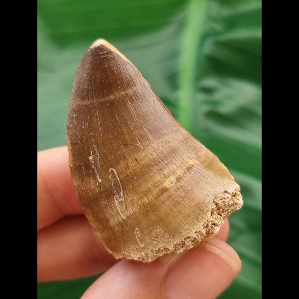 4.1 cm Mosasaur tooth