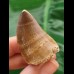 4.1 cm Mosasaur tooth