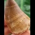 4.1 cm Mosasaur tooth