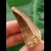 4.1 cm Mosasaur tooth