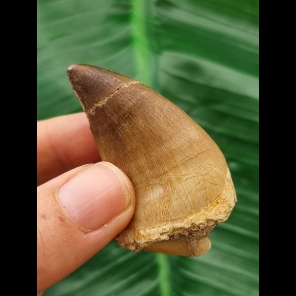 5,2 cm Mosasaur tooth
