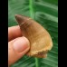 5,2 cm Mosasaur tooth
