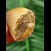 5,2 cm Mosasaur tooth