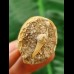 5,2 cm Mosasaur tooth