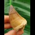 5,2 cm Mosasaur tooth