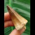 5,2 cm Mosasaur tooth