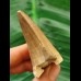 6.1 cm Mosasaurus tooth