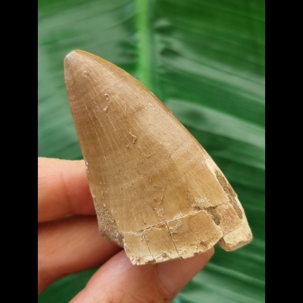 6.1 cm Mosasaurus tooth