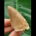 6.1 cm Mosasaurus tooth