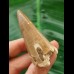 6.1 cm Mosasaurus tooth