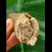 6.1 cm Mosasaurus tooth