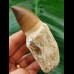 9.6 cm Mosasaurus tooth with root