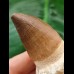 9.6 cm Mosasaurus tooth with root