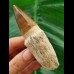 9.6 cm Mosasaurus tooth with root