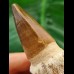9.6 cm Mosasaurus tooth with root