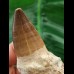 9.6 cm Mosasaurus tooth with root