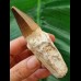 9.6 cm Mosasaurus tooth with root