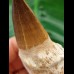 9.6 cm Mosasaurus tooth with root
