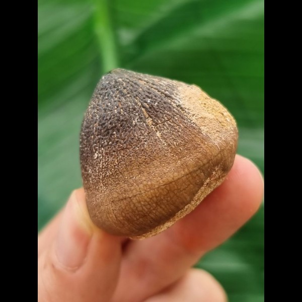 3,0 cm Igdamanosaurus aegyptiacus Zahnkrone