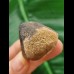 3,0 cm Igdamanosaurus aegyptiacus Zahnkrone