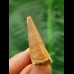 3,1 cm Mosasaurus Zahn