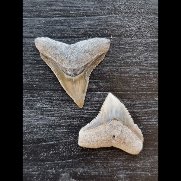 2.4 cm bull shark tooth and 2.0 cm black shark tooth