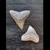 2.4 cm bull shark tooth and 2.0 cm black shark tooth