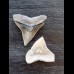 2.4 cm bull shark tooth and 2.0 cm black shark tooth