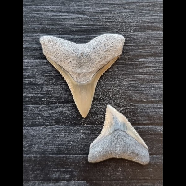 2,5 cm des Bullenhai und 2,0 cm Zahn des Schwarzhai