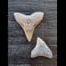 2,5 cm des Bullenhai und 2,0 cm Zahn des Schwarzhai