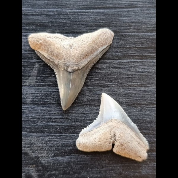 2.4 cm bull shark tooth and 2.1 cm black shark tooth