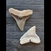 2.4 cm bull shark tooth and 2.1 cm black shark tooth